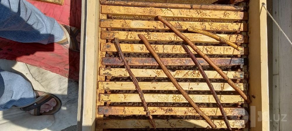 Асалари оиласи сотилади