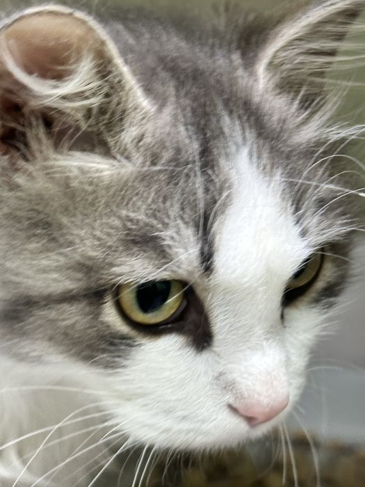 Дарю пушистого котика Тошу