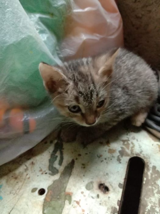 Котята бесплатно