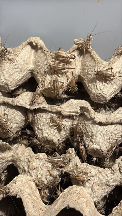 Кормовые сверчки (живой корм)