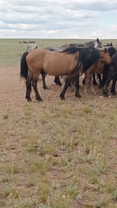 Мз айғыр сатылады