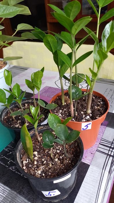 Цветы  комнатные