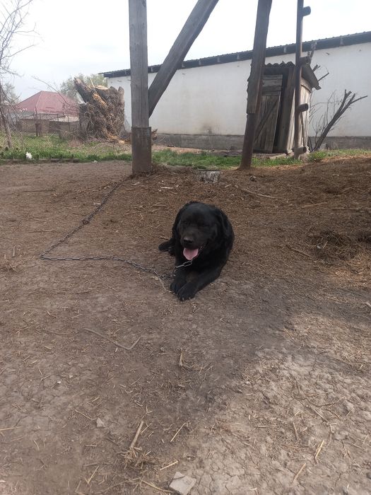 Продам Лабрадора