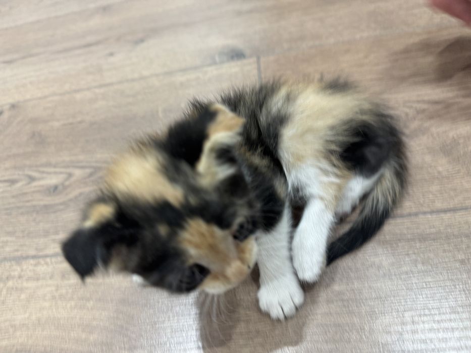 Кошка бесплатно Скоттиш фолд