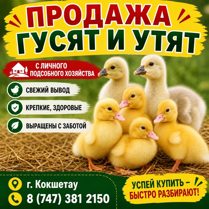 Гусята суточные 2200