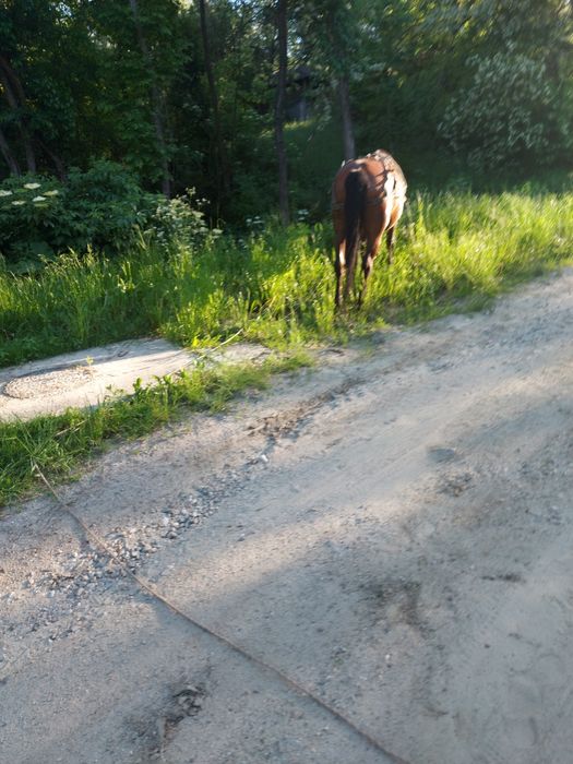 Vând iapă semigrea