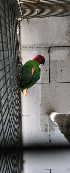 Vand  perehi echlectus ,nemes mature