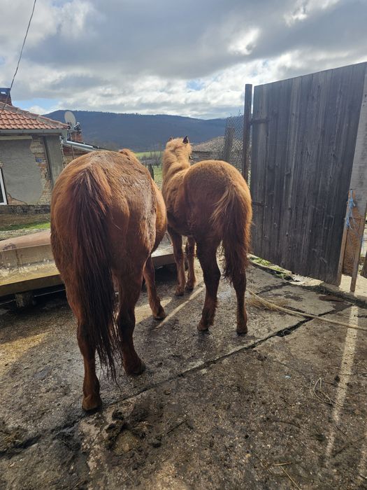 Продавам Кубила и конче