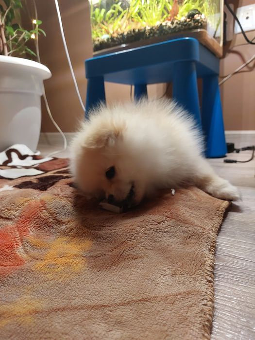 Щенок шпиц 2месяца