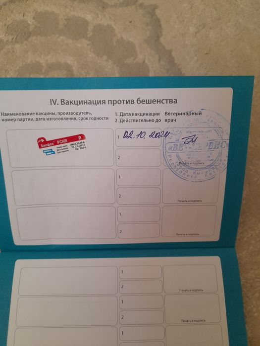 Бенгальская кошка