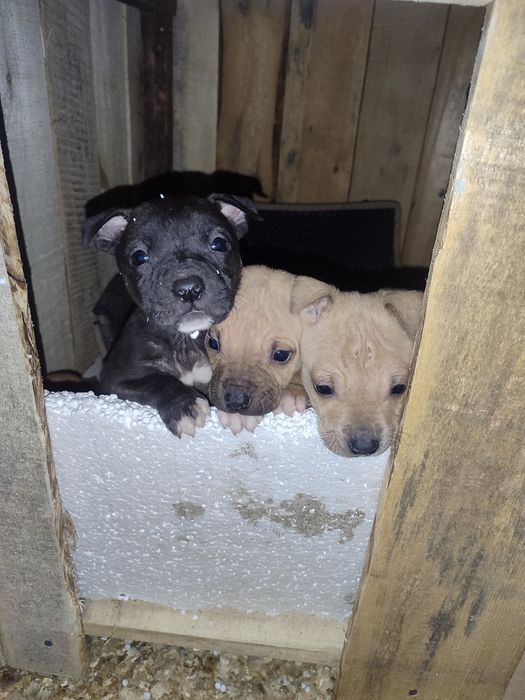 Щенки питбуль терьера