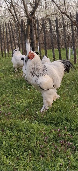 Ouă incubat brahma herminat deschis linie foarte bună!!!