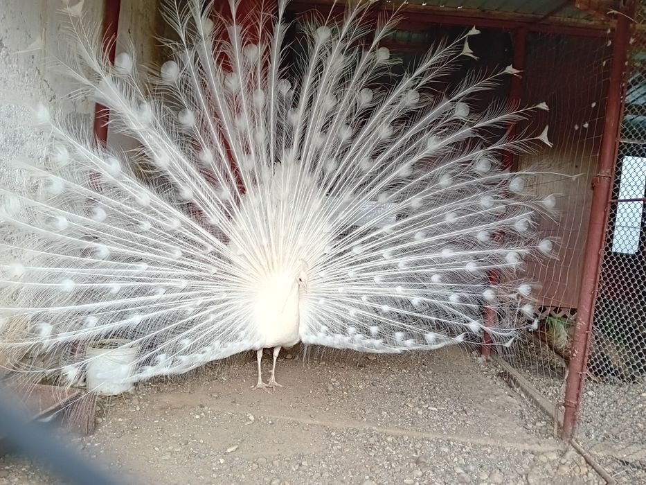 Pauni alb matur de vanzare