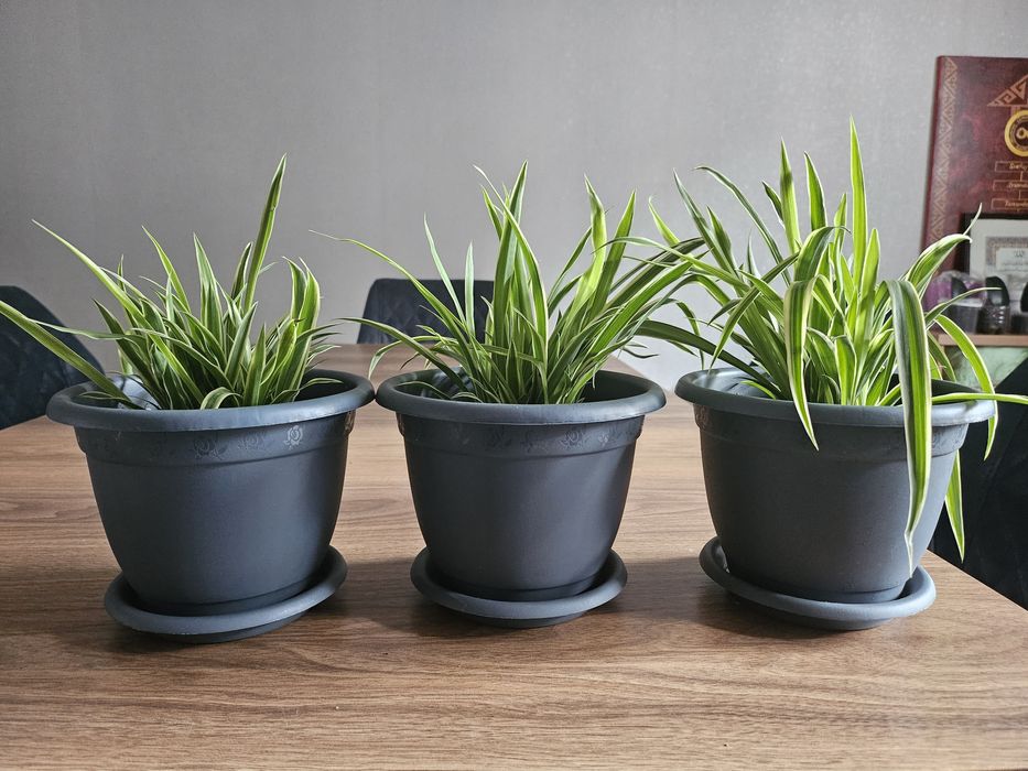 Хлорофитум комнатные домашние цветы