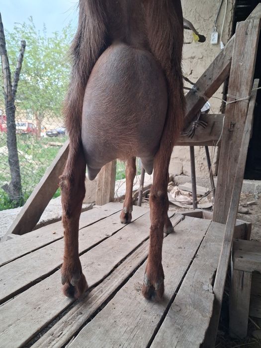 Ешкі сауынды Таразда 190мың