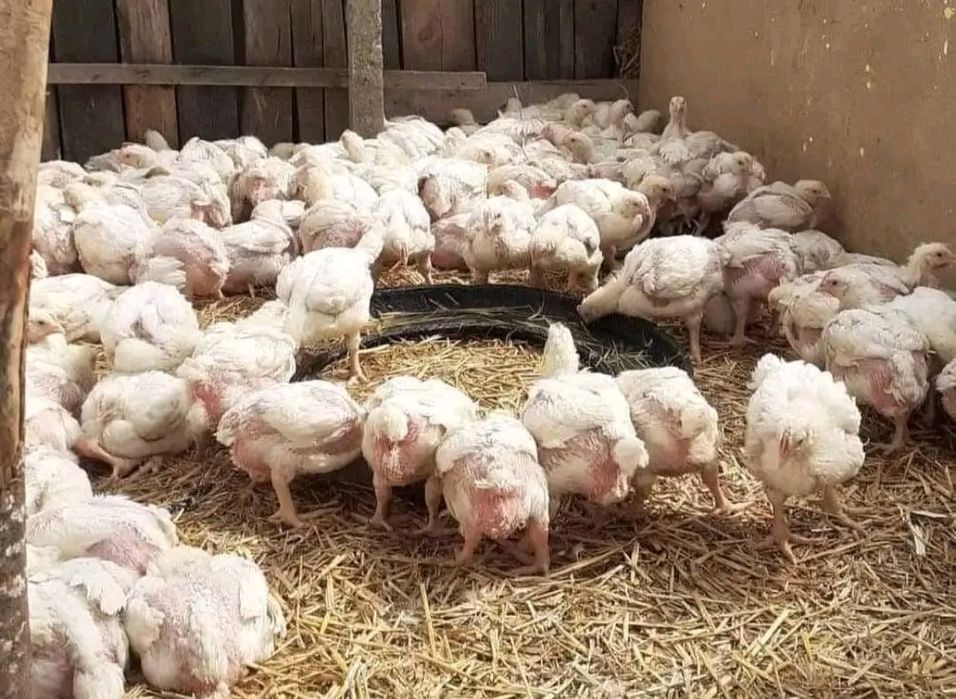 Vând pui  din prima serie