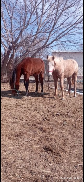 Ургашы тайлар 310 мыннан