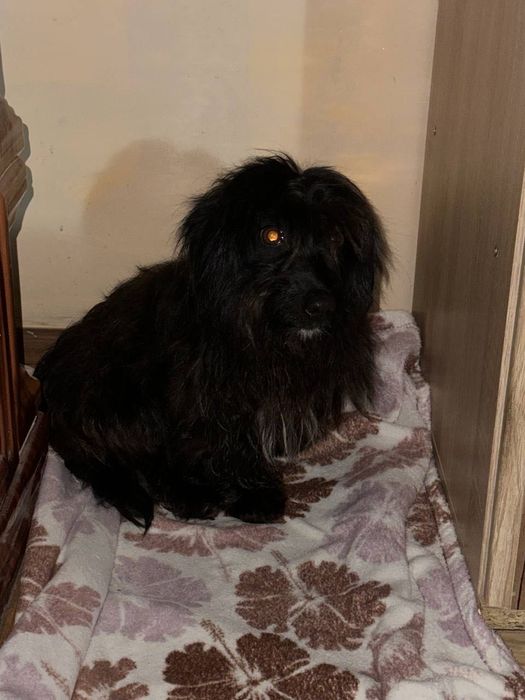 Cățelușă adopție