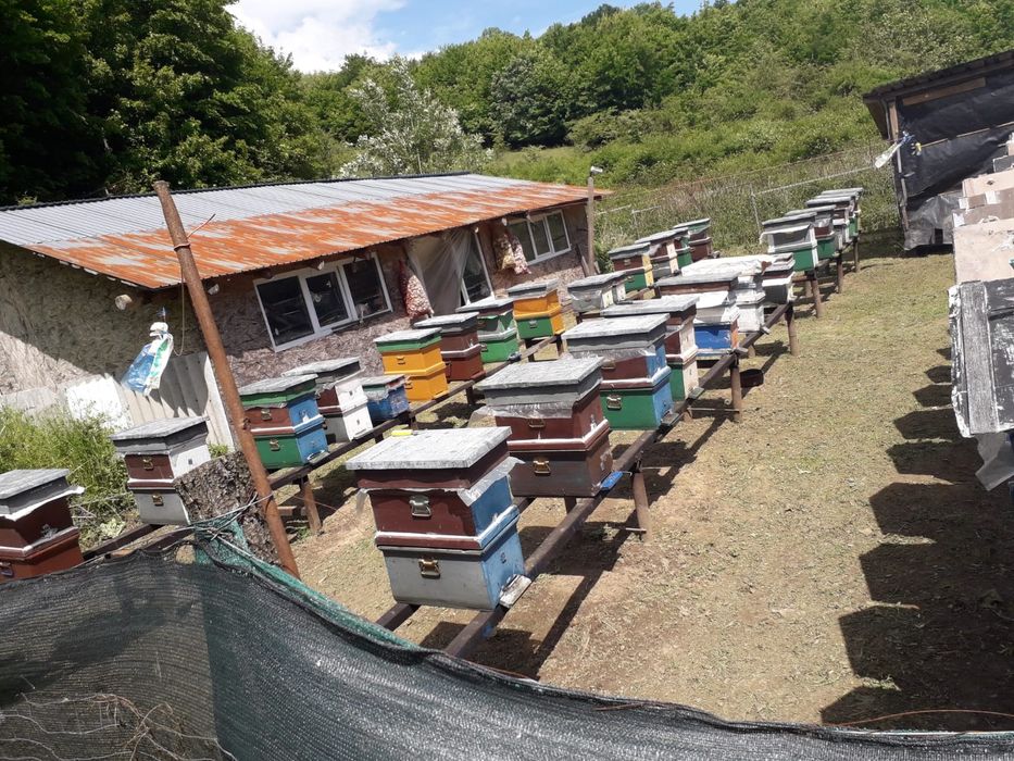 Stupi Crescători Regine