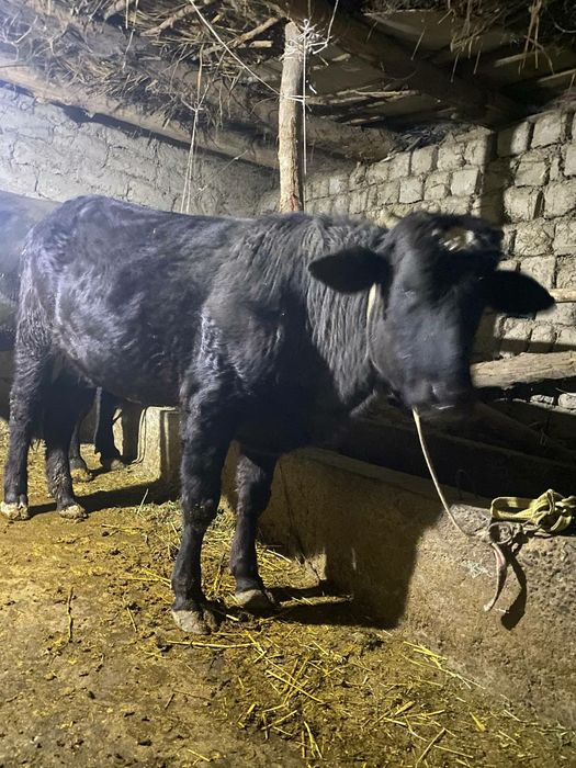 Навос сотилади месни 1.5 ёш тоза навос