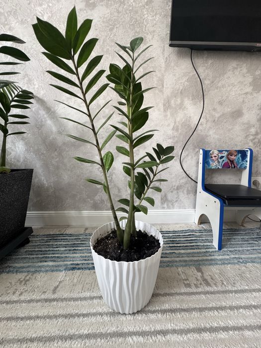 Замиокулькос продам