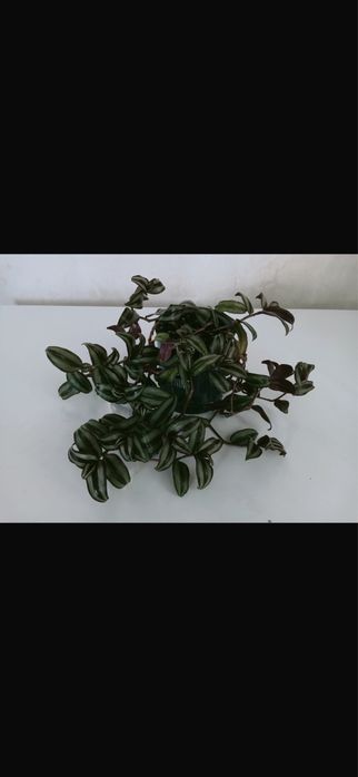 Продам цветы комнатные