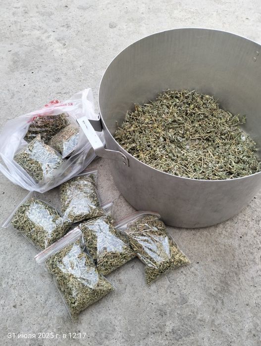 Якорцы стелющиеся. Трибулус.