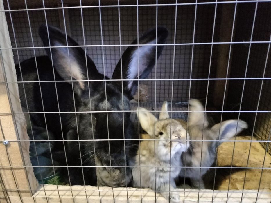 Продам кроликов .