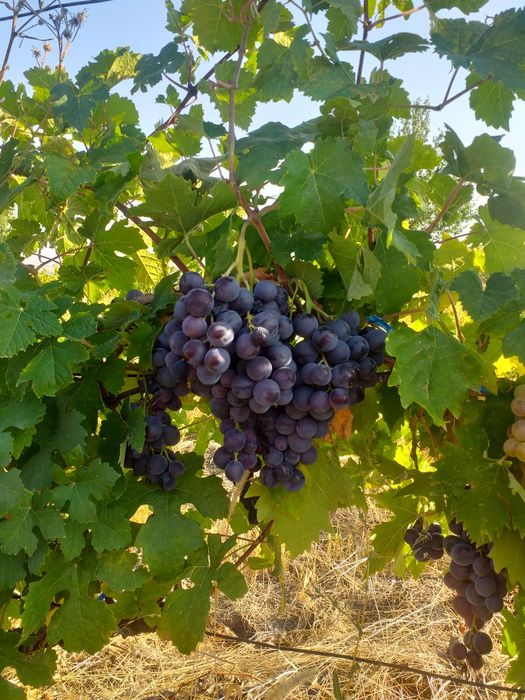 Butasi vita de vie anul 2 și anul 3