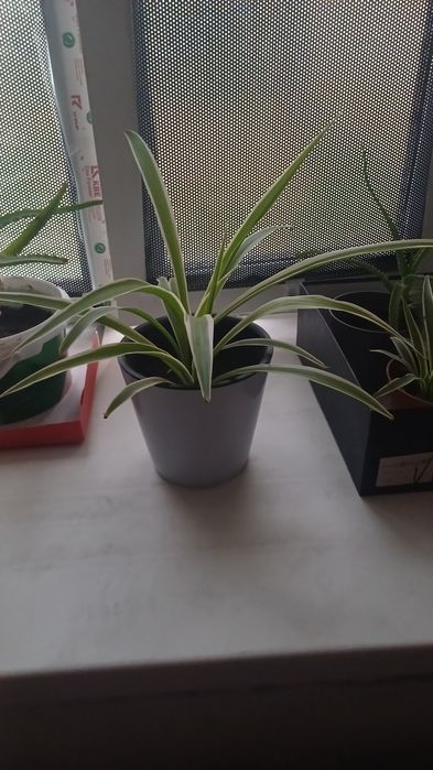 Продам домашние цветы.