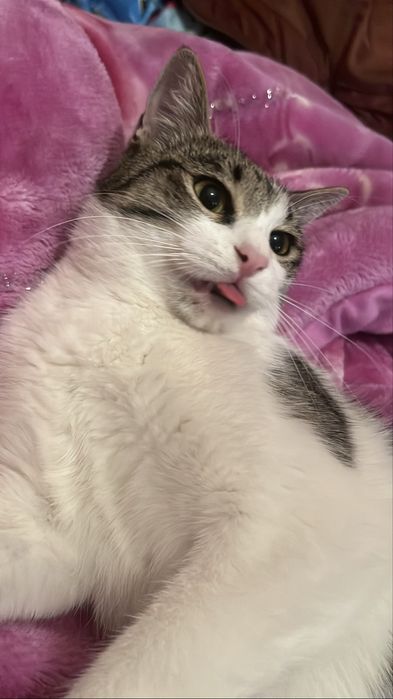 Мысығыма жаңа үй іздейміз