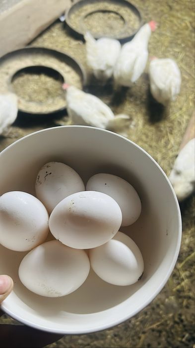 Продам яйцо домашнее