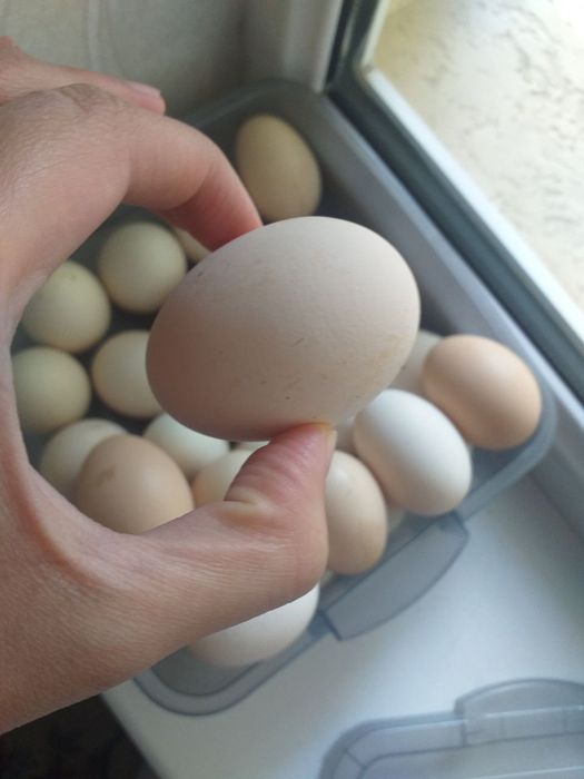 Яйца кур породы "Кора Шахзода"