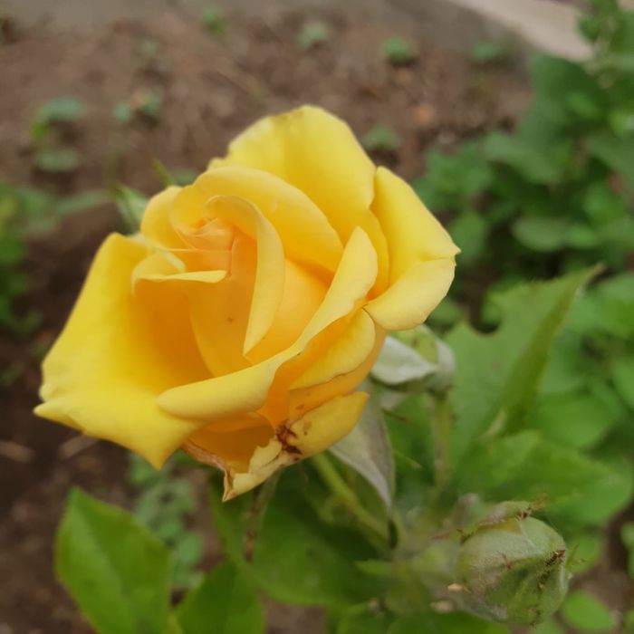 продажа саженцев