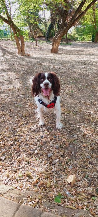 Psihologie canină și dresaj