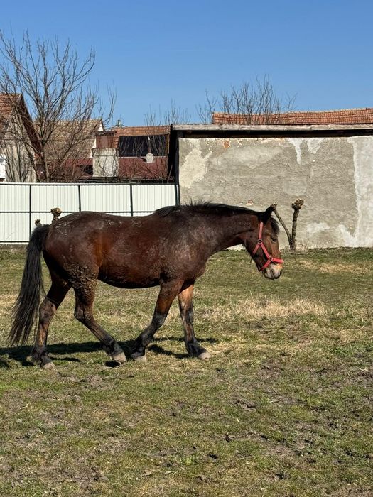 Vând mânza de 3 ani