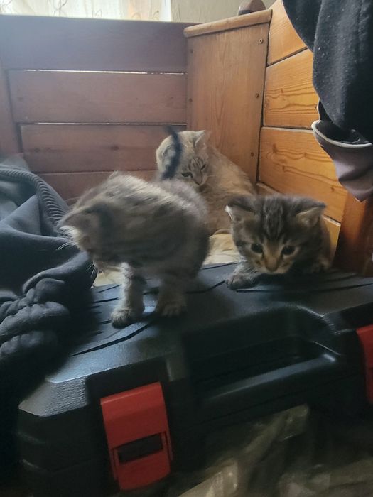Отдаём котят в хорошие руки