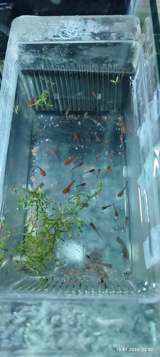 Рыбки Гуппи. Меченосцы.