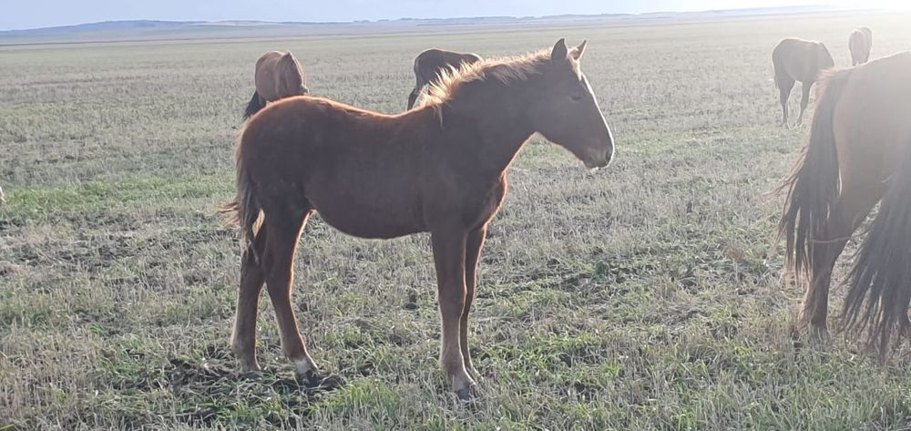 Жеребята  продам