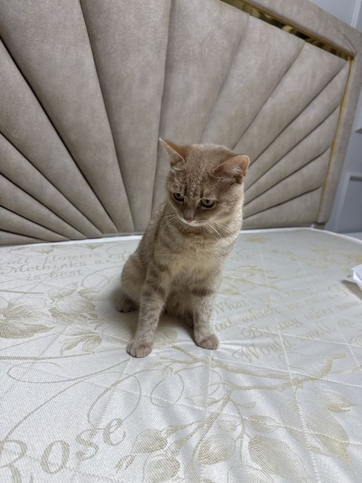 Отдам, 2025 март, мальчик