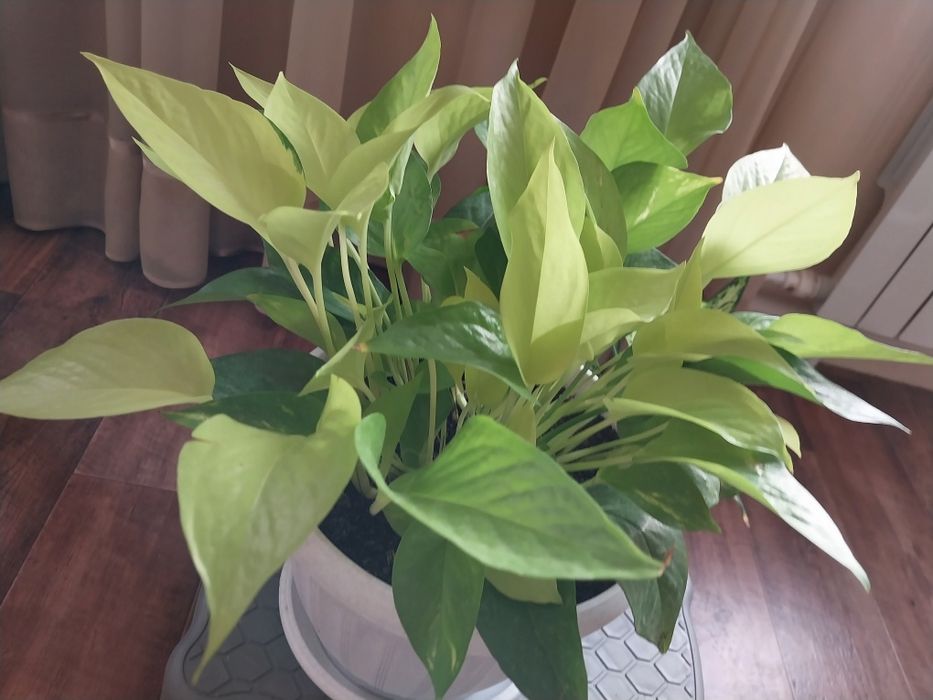 Сциндапсус неон в новом горшке