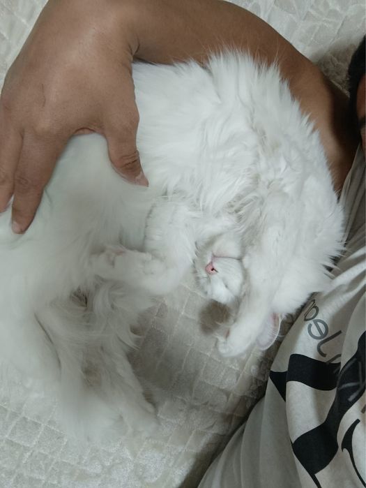 Отдам кошку в хорошие руки