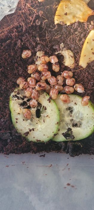 Улитки, улитята, Ахатины