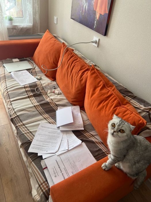 Кошка Scottish Fold
