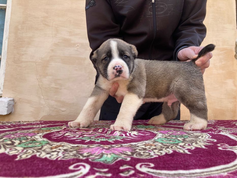 Щенок Алабая ( Туркменский )