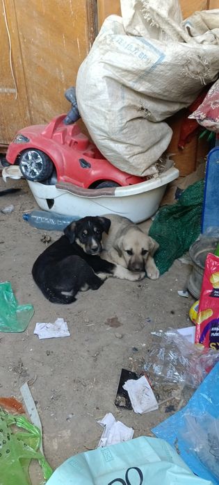 Күшіктер сатылады