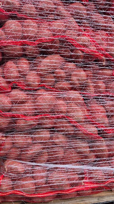 Vand cartofi rosii, calibru 55 +