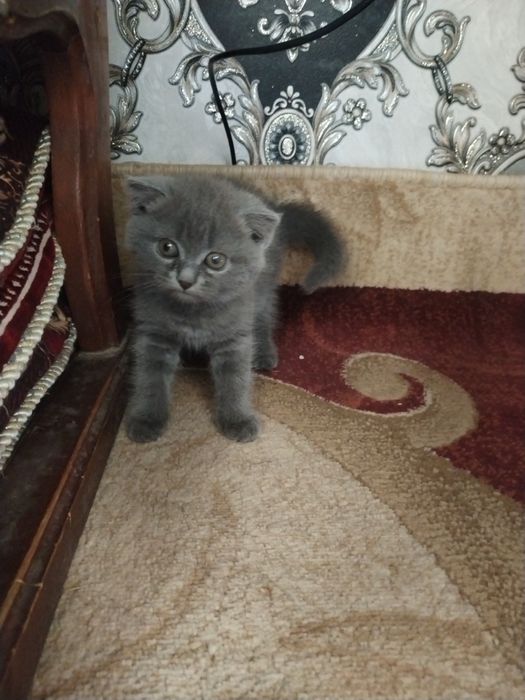 Parodisli qiz bola mushukcha