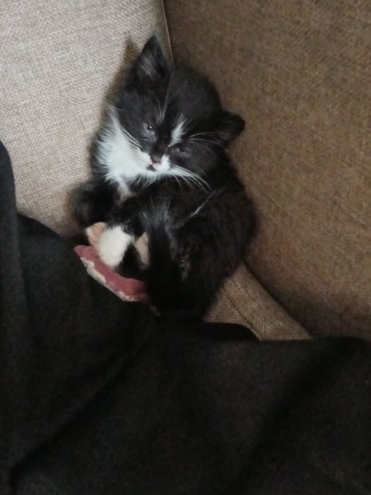 Отдам Котёнка бесплатно