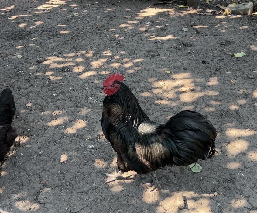 Australorp tineret